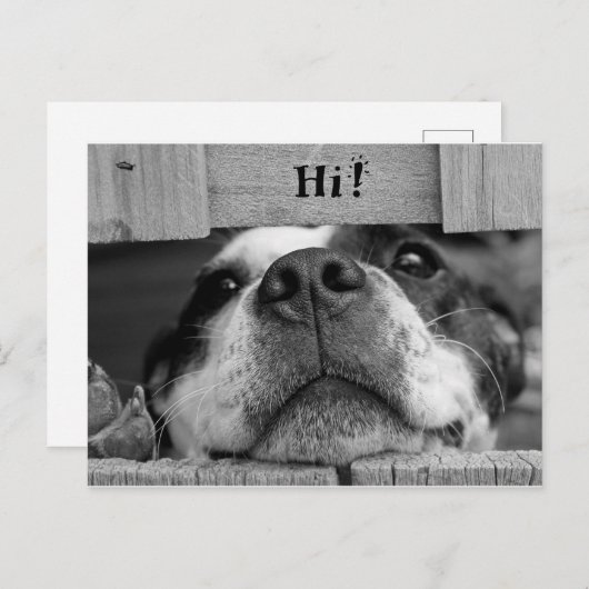 Carte postale de chien mou (Devant / Derrière)