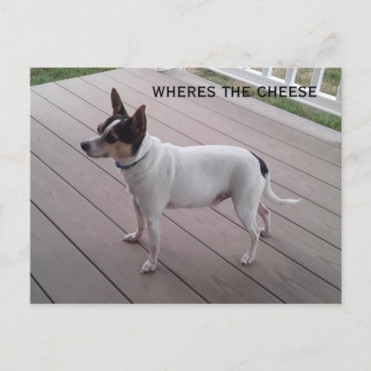 carte postale de chien pour chien de chihuahua (Devant)