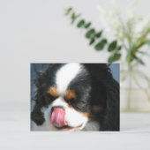Carte postale de chien Spanial Cavalier mignon (Debout devant)