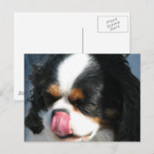 Carte postale de chien Spanial Cavalier mignon (Devant / Derrière)