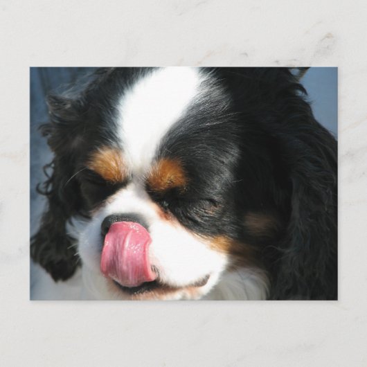 Carte postale de chien Spanial Cavalier mignon (Devant)