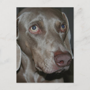 Carte postale de chien Weimaraner