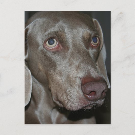 Carte postale de chien Weimaraner (Devant)