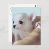 Carte postale de chihuahua (Devant / Derrière)