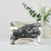 Carte postale de chimpanzé de sommeil (Debout devant)