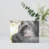 Carte postale de chimpanzé dormant (Debout devant)