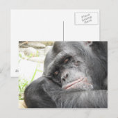 Carte postale de chimpanzé dormant (Devant / Derrière)