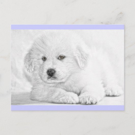 Carte postale de chiot blanc mignon et duveteux (Devant)