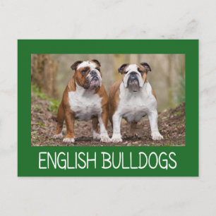 Carte postale de chiot Bouledogue Anglais