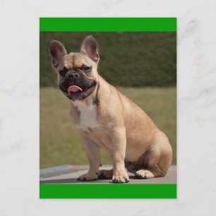 Carte postale de chiot Bouledogue français