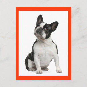 Carte postale de chiot Bouledogue français