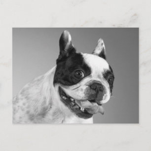 Carte postale de chiot bouledogue français adorabl