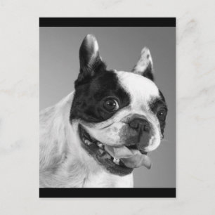 Carte postale de chiot Bouledogue Français adorabl