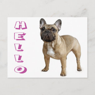 Carte postale de chiot bouledogue français Hello