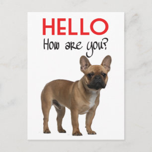 Carte postale de chiot bouledogue français Hello