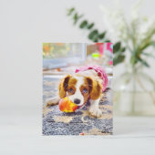 Carte postale de chiot Cavalier King Charles (Debout devant)