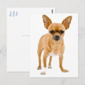 Carte postale de chiot Chihuahua (Devant / Derrière)