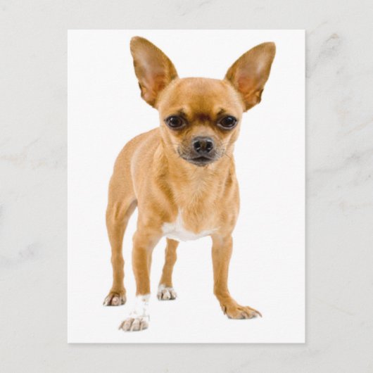 Carte postale de chiot Chihuahua (Devant)