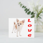Carte postale de chiot chihuahua (Debout devant)