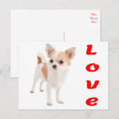 Carte postale de chiot chihuahua (Devant / Derrière)