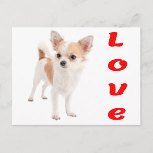 Carte postale de chiot chihuahua