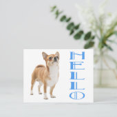 Carte postale de chiot Chihuahua (Debout devant)
