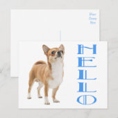 Carte postale de chiot Chihuahua (Devant / Derrière)