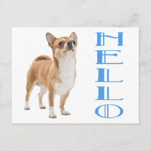 Carte postale de chiot Chihuahua