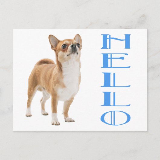 Carte postale de chiot Chihuahua (Devant)