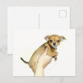 Carte postale de chiot Chihuahua (Devant / Derrière)
