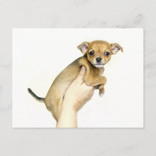 Carte postale de chiot Chihuahua (Devant)
