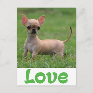 Carte postale de chiot Chihuahua amour