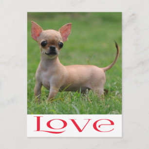 Carte postale de chiot chihuahua amour