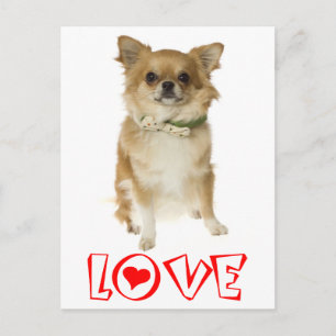 Carte postale de chiot Chihuahua aux longs poils