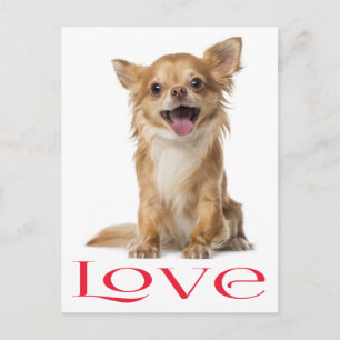 Carte postale de chiot Chihuahua aux longs poils