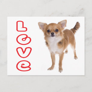 Carte postale de chiot Chihuahua aux longs poils d