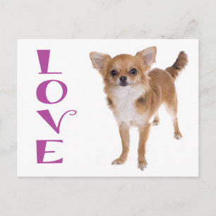Carte postale de chiot Chihuahua aux longs poils d