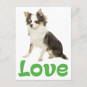 Carte postale de chiot Chihuahua aux longs poils d