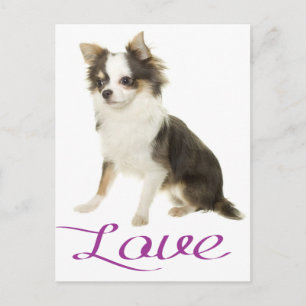 Carte postale de chiot chihuahua aux longs poils d