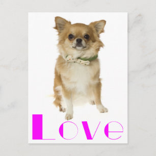 Carte postale de chiot Chihuahua aux longs poils d