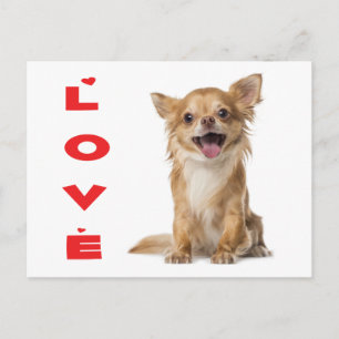 Carte postale de chiot Chihuahua aux longs poils d