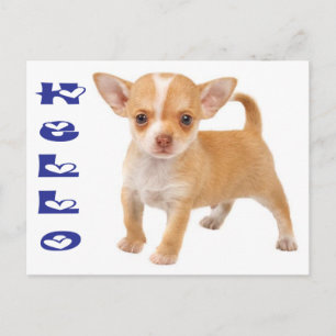 Carte postale de chiot Chihuahua « Bonjour »