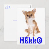 Carte postale de chiot Chihuahua « Hello » (Devant / Derrière)