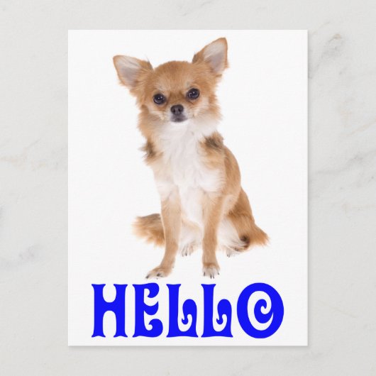 Carte postale de chiot Chihuahua « Hello » (Devant)