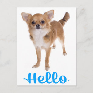 Carte postale de chiot Chihuahua « Hello »
