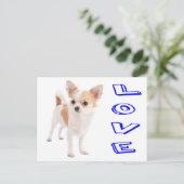 Carte postale de Chiot Chihuahua Love (Debout devant)