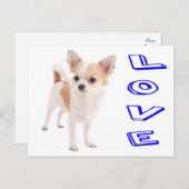 Carte postale de Chiot Chihuahua Love (Devant / Derrière)