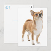 Carte postale de Chiot Chihuahua Love (Devant / Derrière)