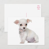 Carte postale de Chiot Chihuahua Love (Devant / Derrière)