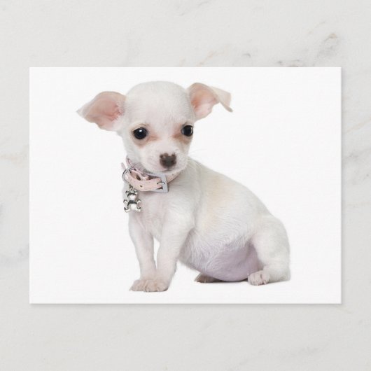 Carte postale de Chiot Chihuahua Love (Devant)